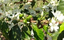 Brazil Arema 250g