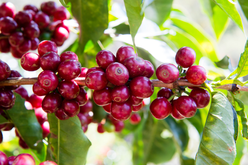 Honduras Marcala 1kg