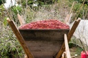 Honduras Marcala 1kg