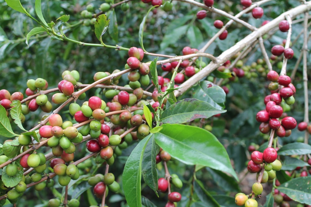 Ethiopië Nensebo 1kg