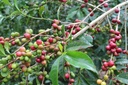 Ethiopië Nensebo 1kg