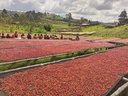 Burundi Munkaze 1kg