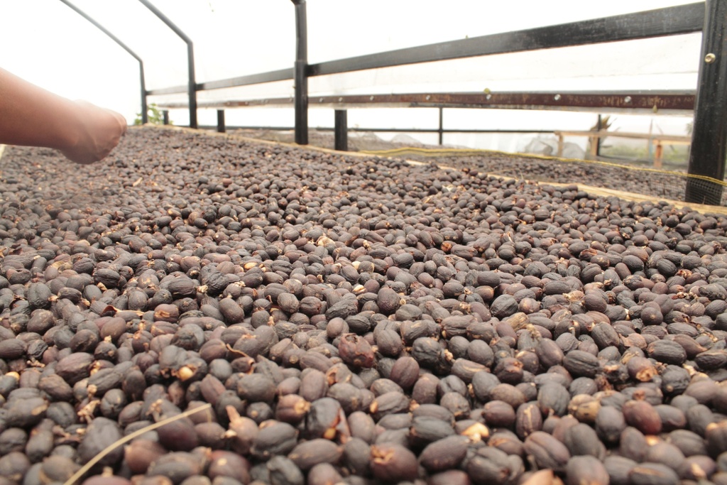 Sumatra Sesongot 1kg