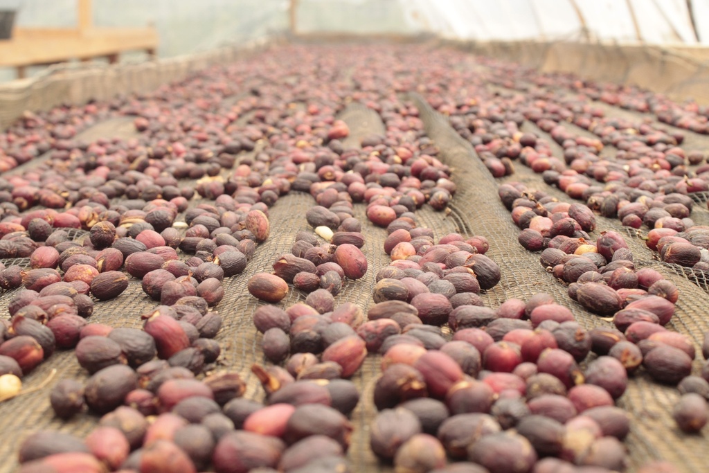 Sumatra Sesongot 250g