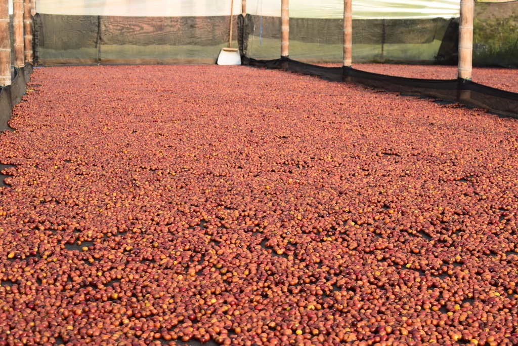 Colombia Finca El Rosal 250g