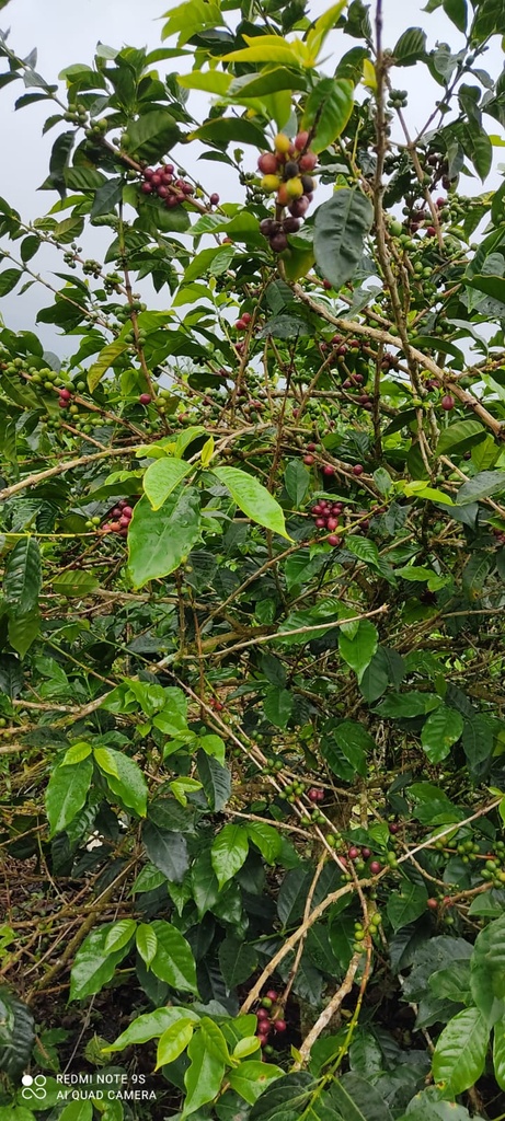 Colombia Finca El Rosal 250g