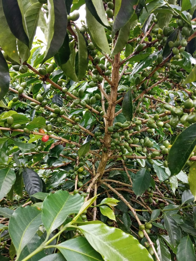 Colombia Finca El Rosal 1kg