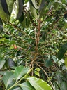 Colombia Finca El Rosal 1kg