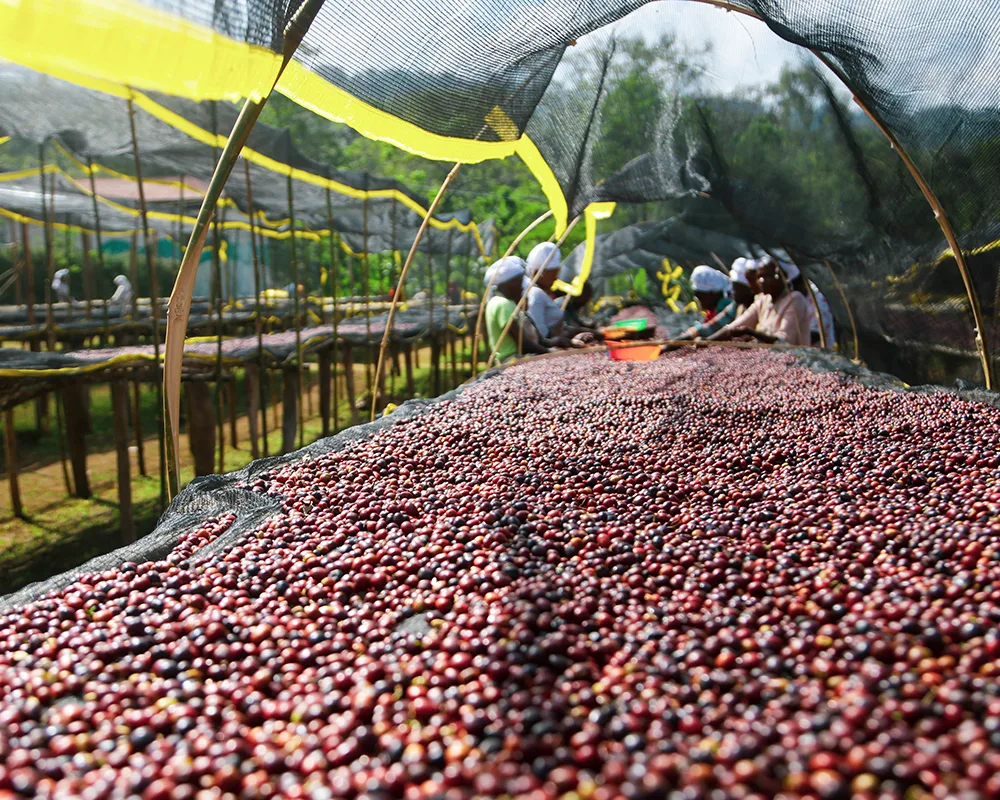 Ethiopië Aricha 1kg
