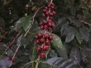 ripe-cherry_48902802947_o.webp