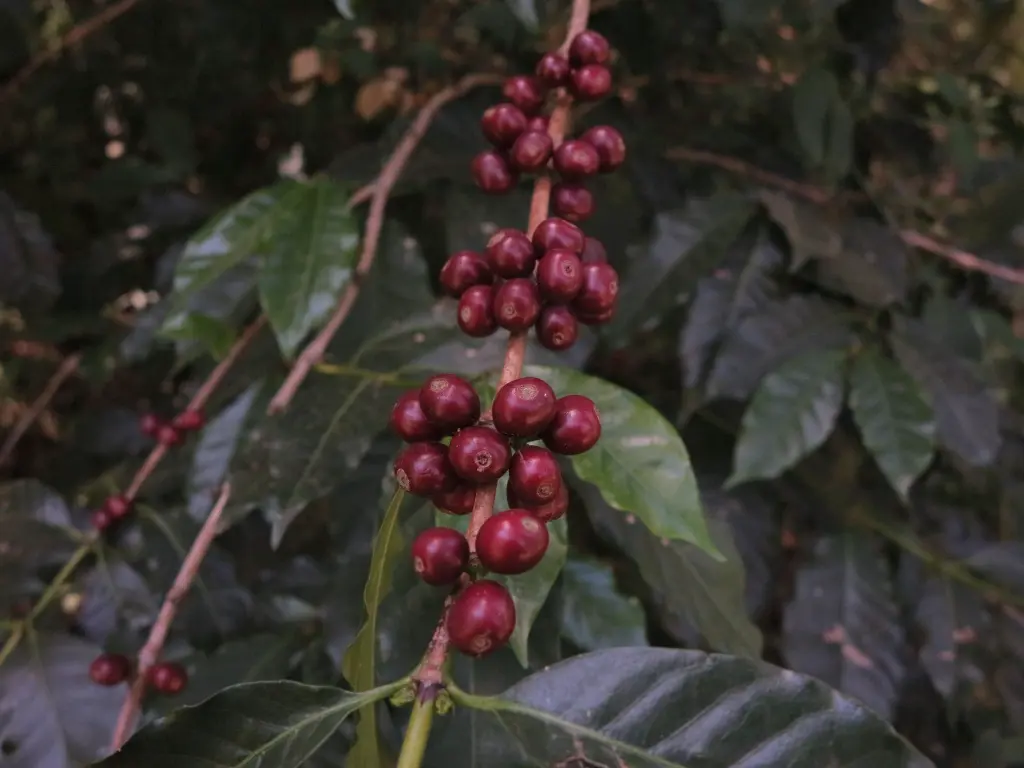 ripe-cherry_48902802947_o.webp
