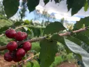 Cherry%202%20KEnya.webp
