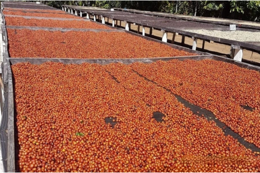El Salvador Finca el Gobiado