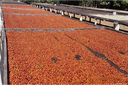 El Salvador Finca el Gobiado