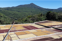 El Salvador Finca el Gobiado 1kg